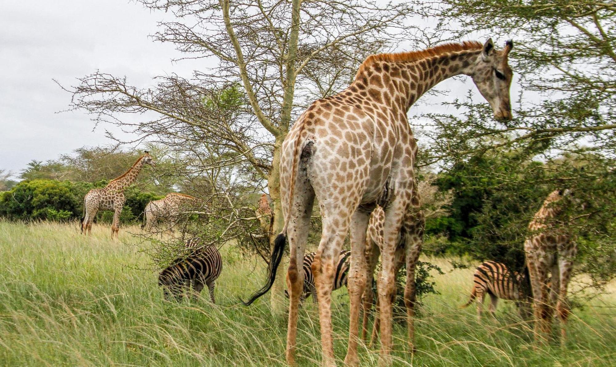 SleepOver Kruger Gate Skukuza Eksteriør billede